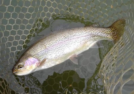 大安トラウトレイク 釣果